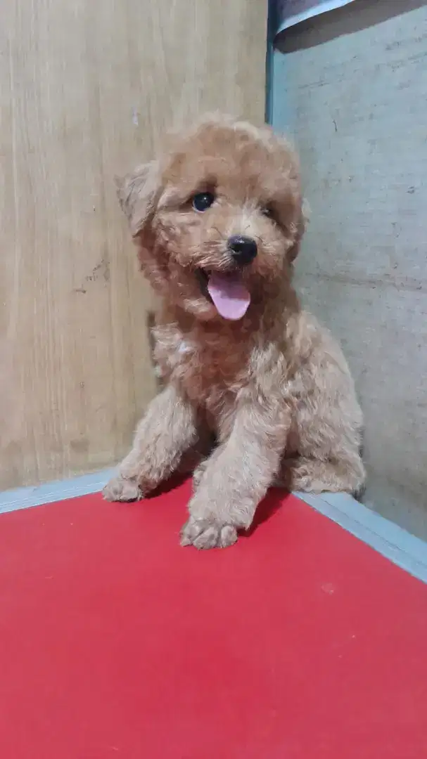 Puppy Toy Poodle