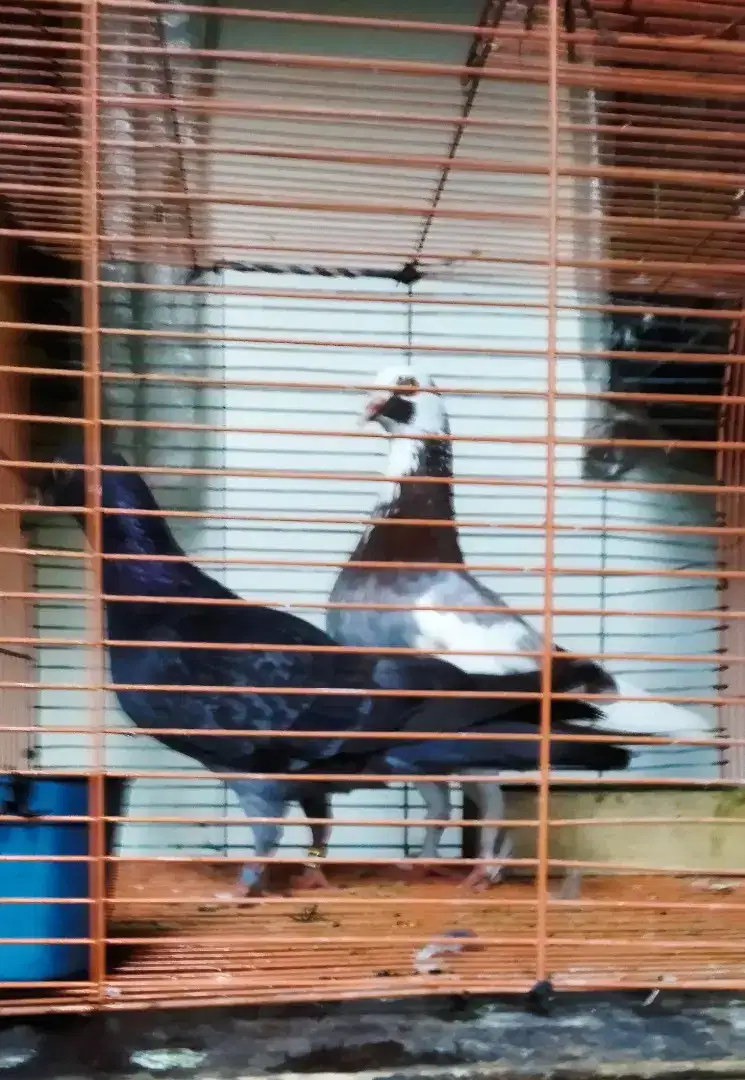 Burung dara merpati sepasang