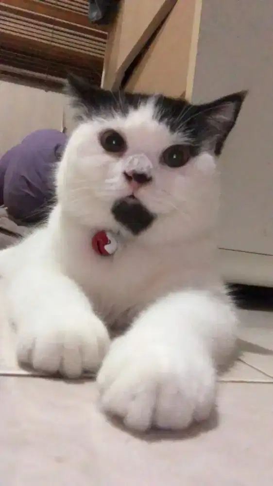 Lepas adop kesayangan kucing siam BSH CAKEP