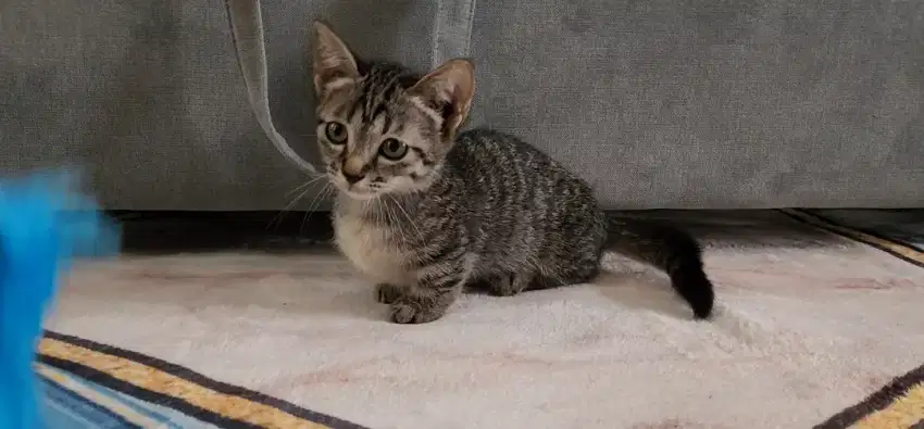 Munchkin Kitten