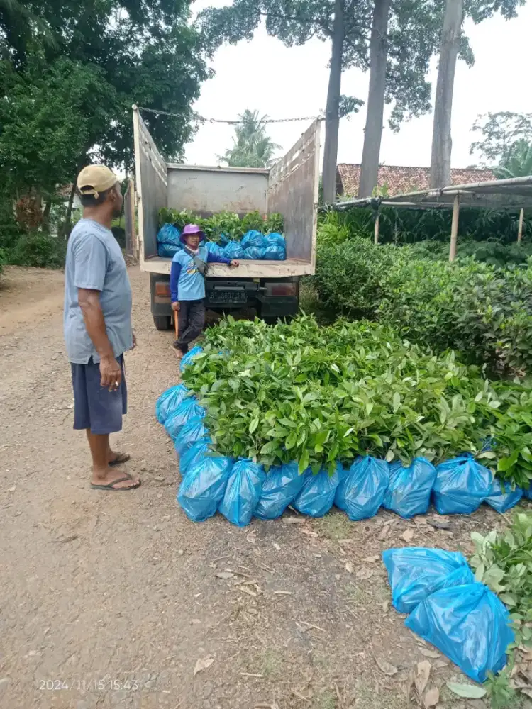 Bibit pala cengkeh pinang kakao sengon jati bandar Lampung siap antar