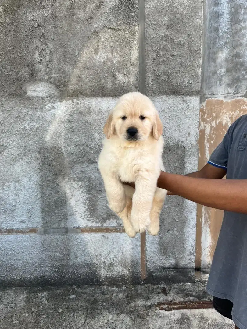 Sale female golden retriever