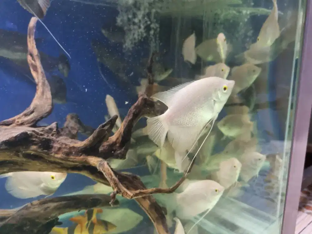 Gurame Albino thailand ( mata merah ) import