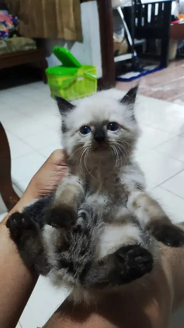 Kucing himalaya gemoy