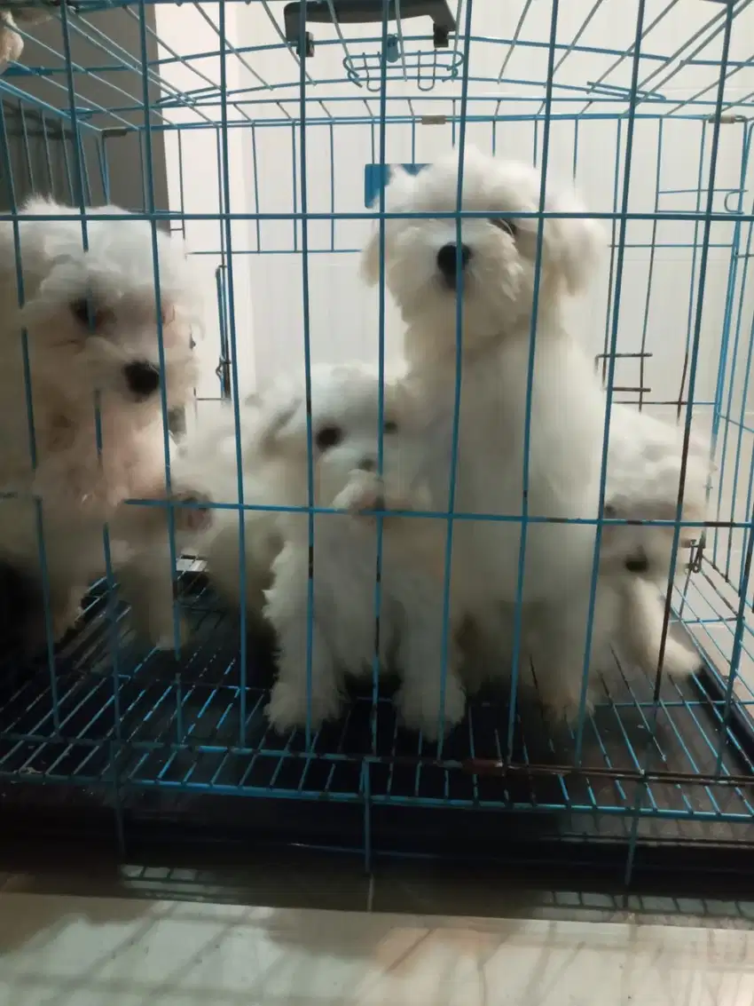 Jual mini maltese