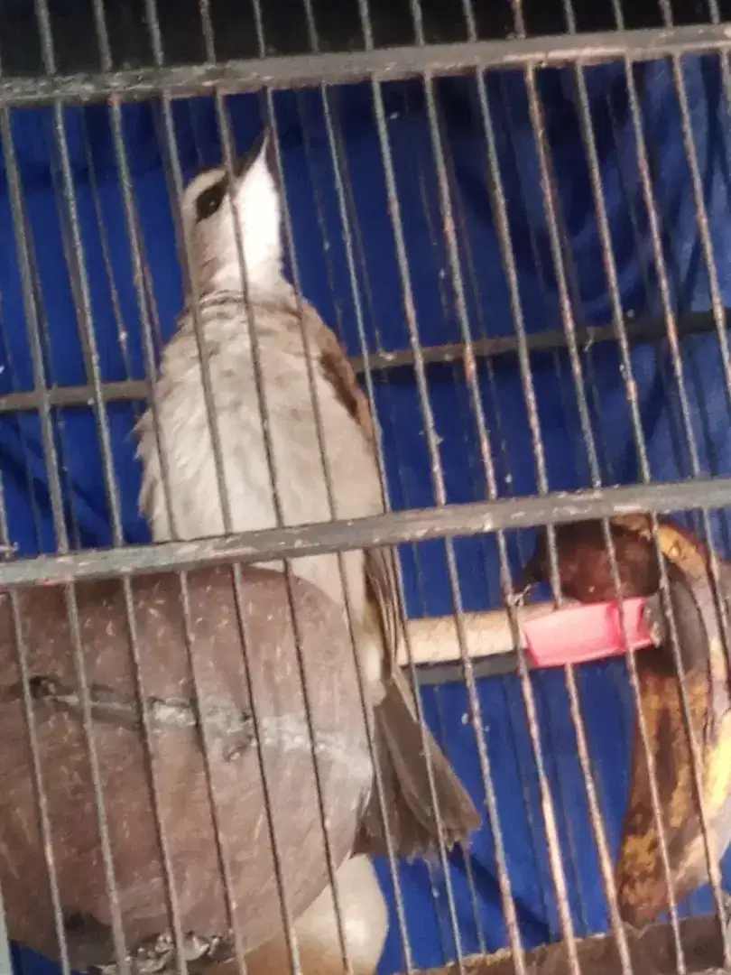 Jual burung trucukan jitot