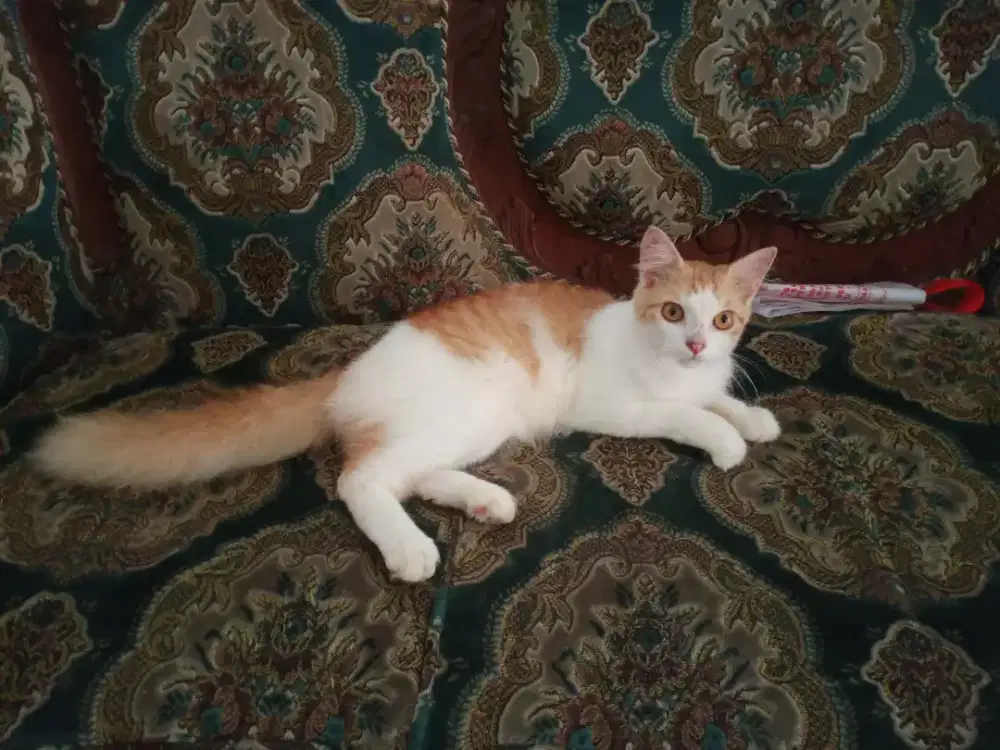 Kucing Persia Jantan umur 6bln, Sehat Lucu Penurut