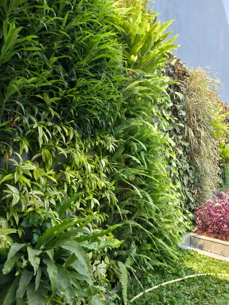 pembuatan taman dinding vartical gardone
