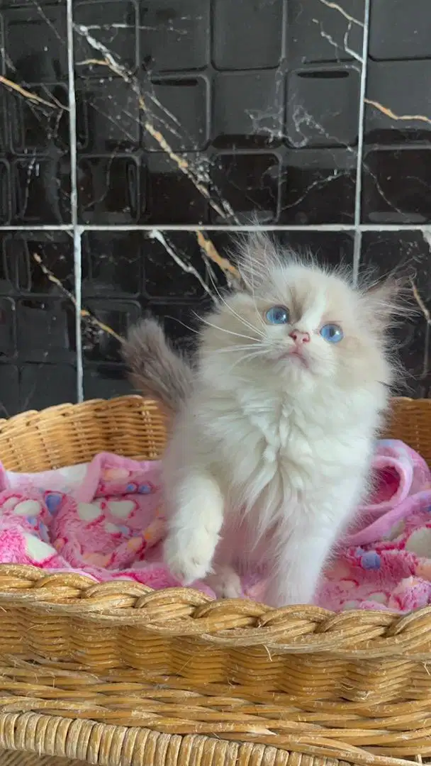 Ragdoll / Ragdoll Pedegree / Ragdoll Pure