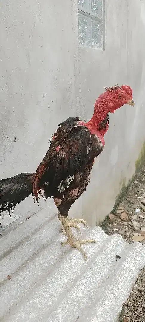 Ayam bangkok segon jos