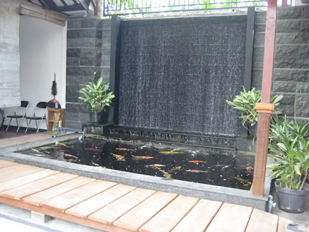 Ikan koi pemeliharaan