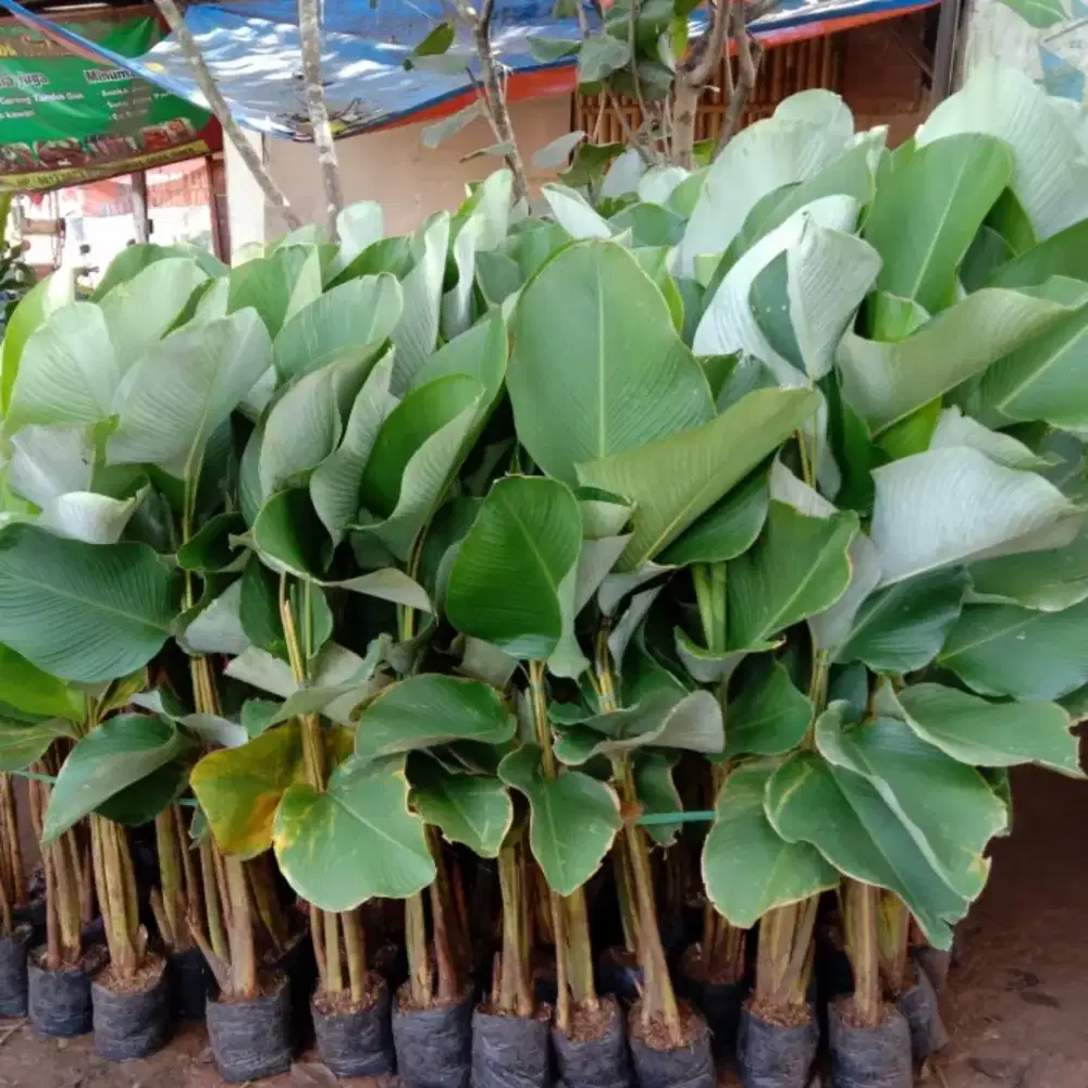 jual pohon pisang calatea