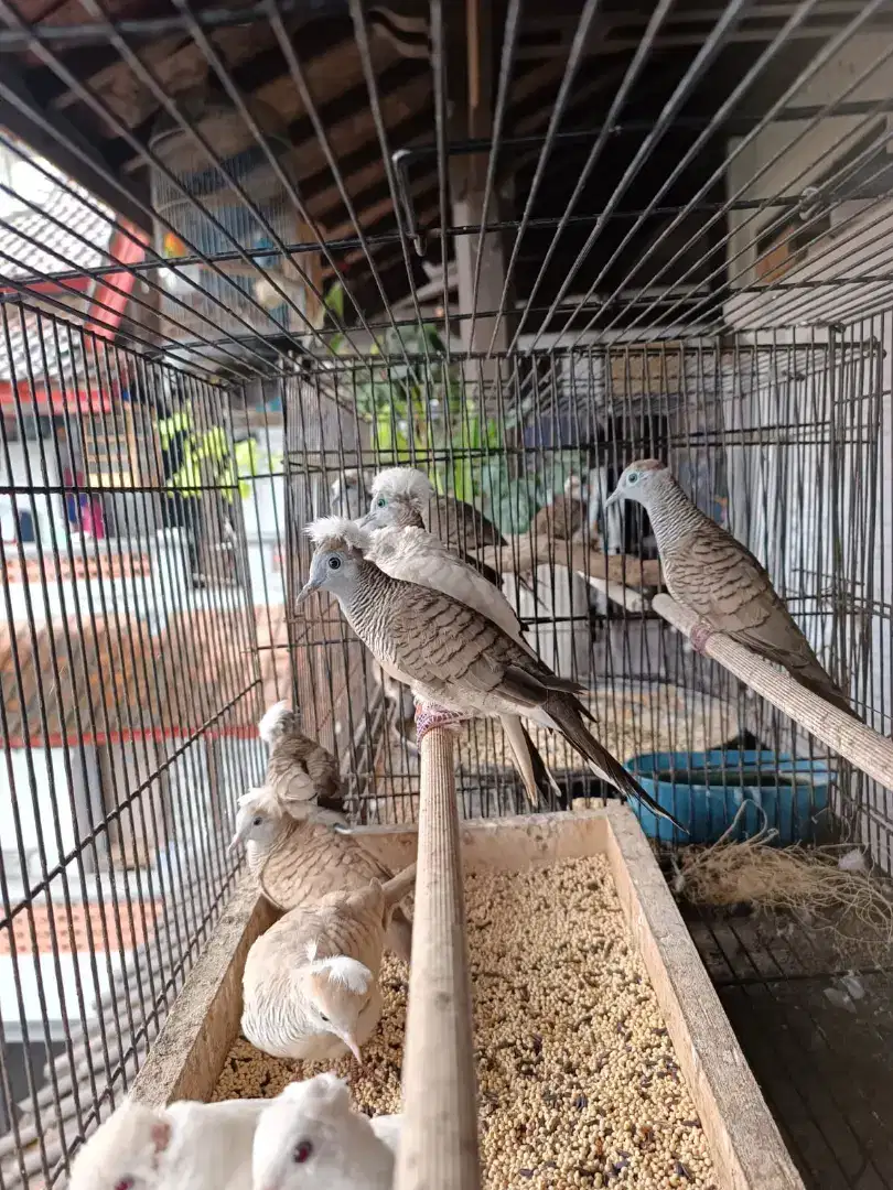 Jual burung jambul lokal