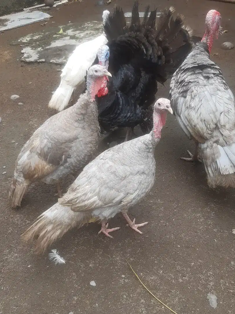 Ayam kalkun betina