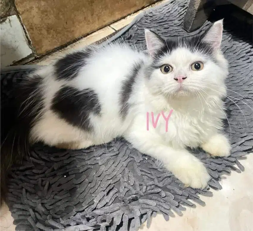 kucing jantan mainecoon pure breed