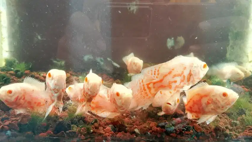 Ikan oscar tiger albino marking joss kualitas bagus