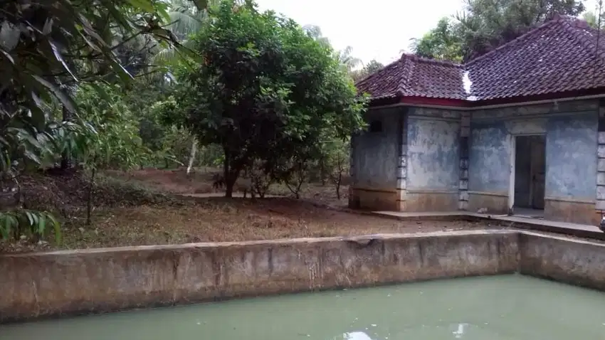 Dijual tanah kebun dan empang di Pandeglang