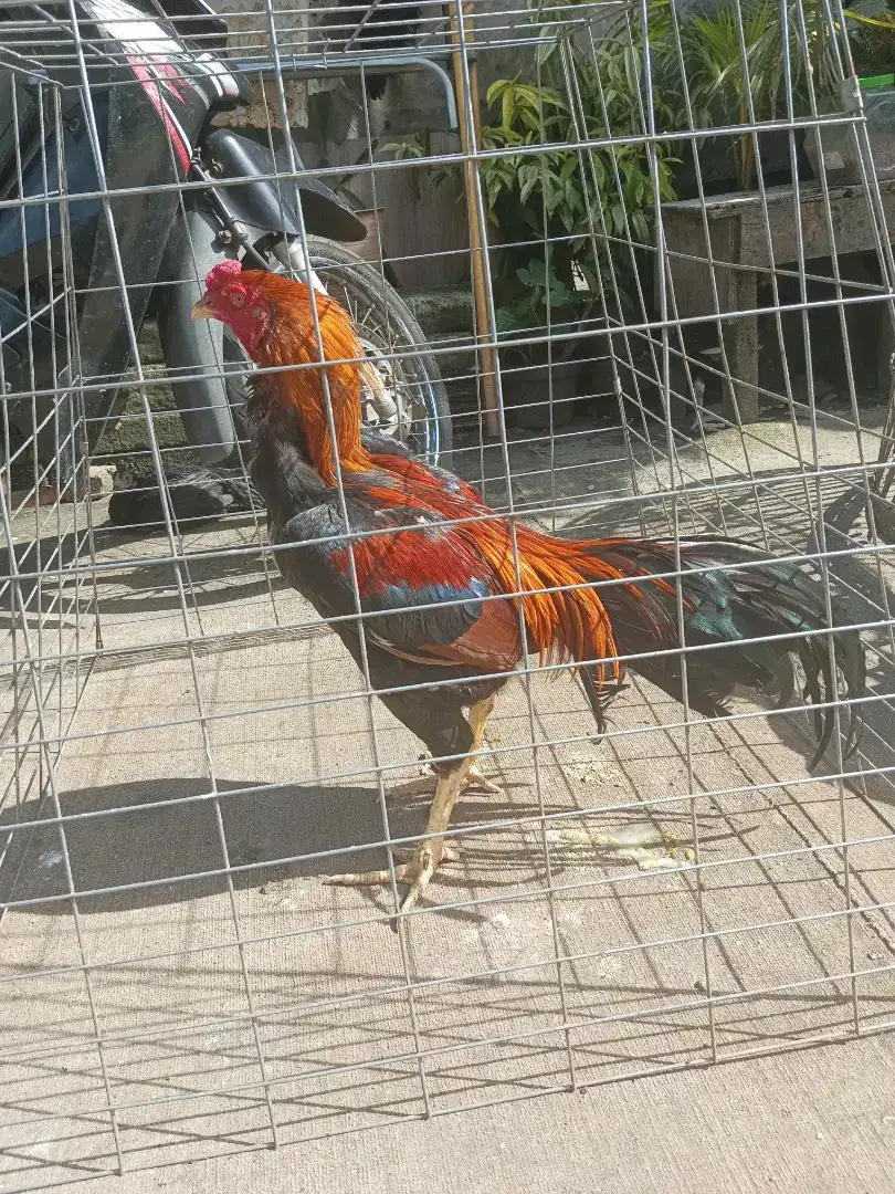 Ayam bangkok berbagai usia trah jelas banyak jenisnya ternakan sendiri