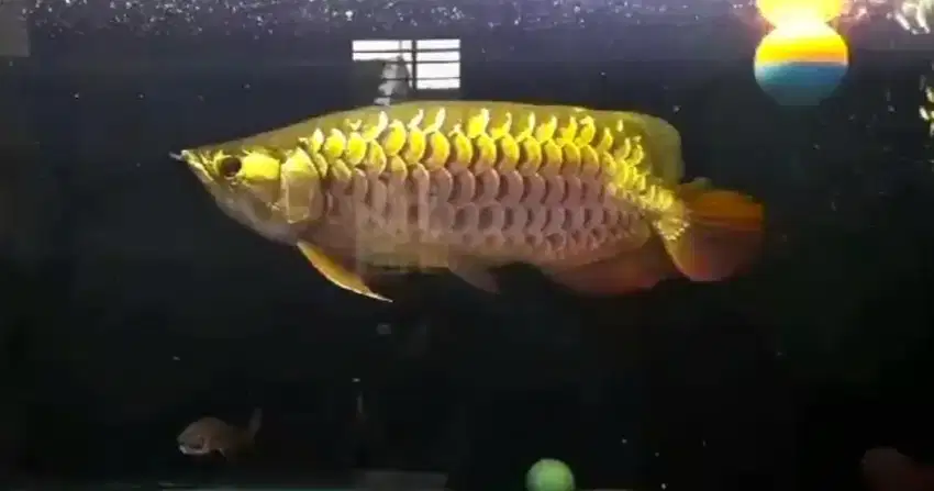 Arwana Arowana Golden Red HB Bluebase 50cm Body Sumo