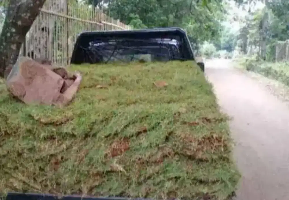 Menjual rumput jepang