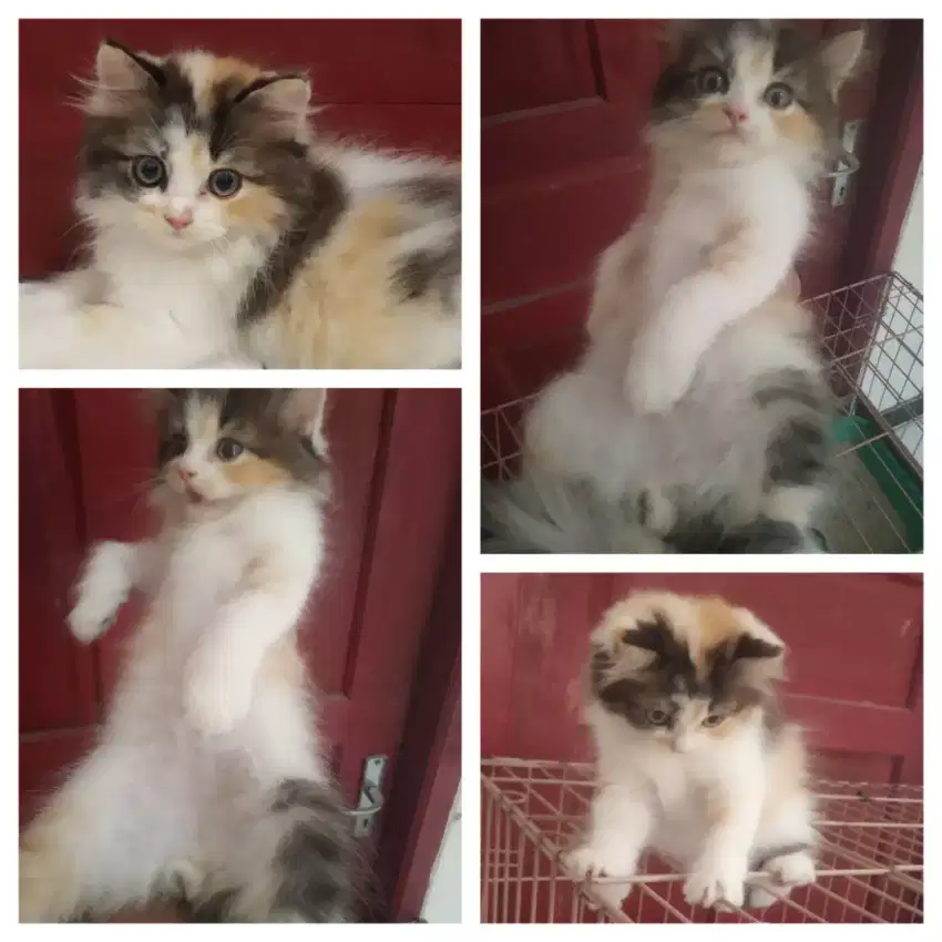 kucing calico jantan