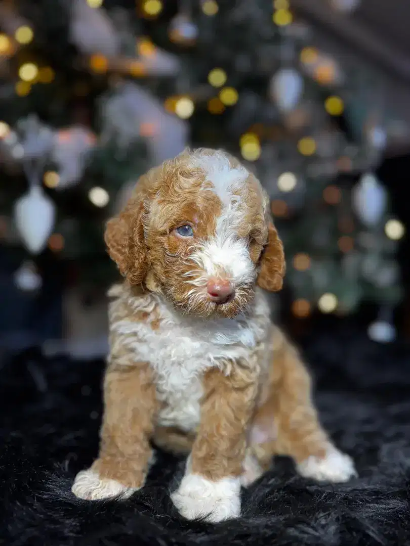 Toy Poodle Party Color Puppies