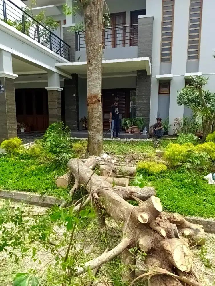 Tebang pohon wilayah Yogyakarta