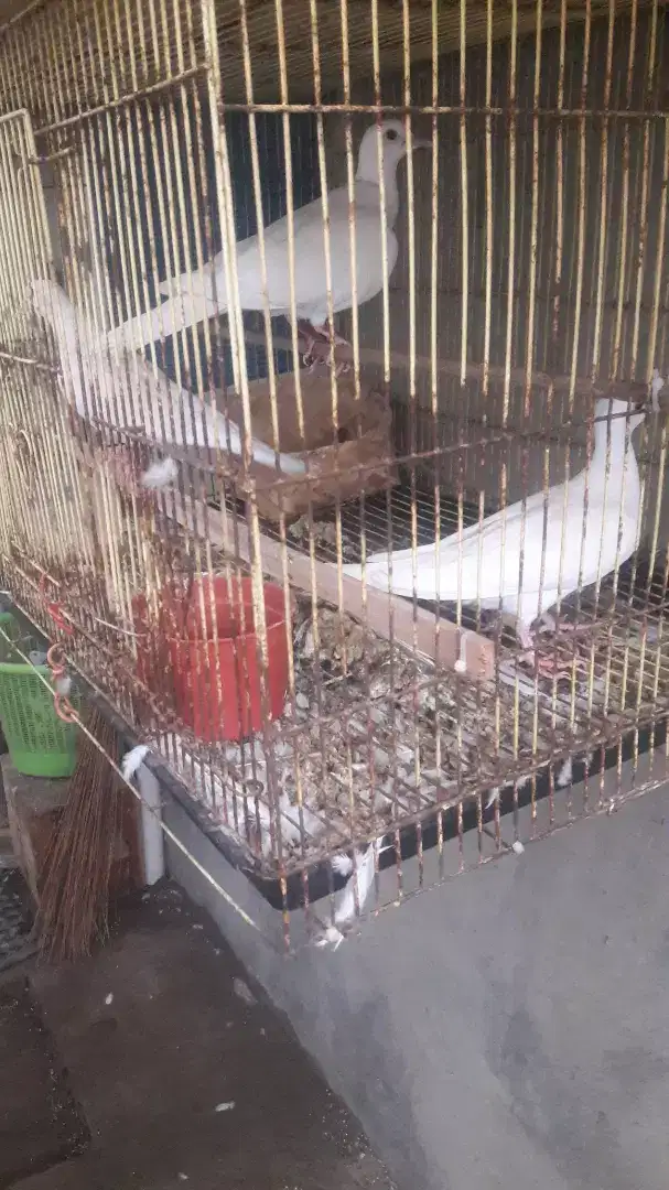 Burung puter putih mata merah 3 ekor full set