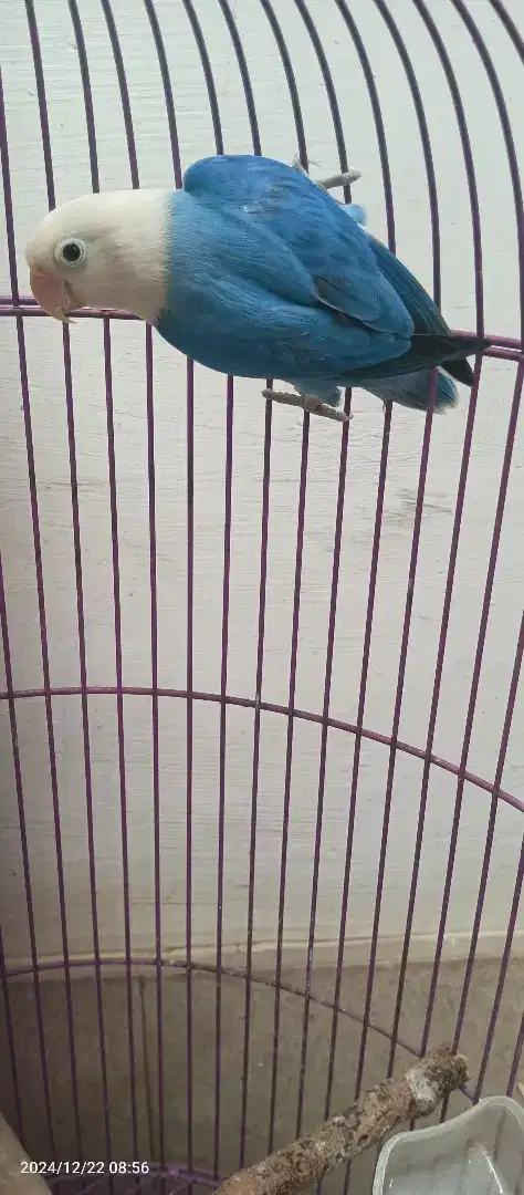 Lovebird Biola Blue