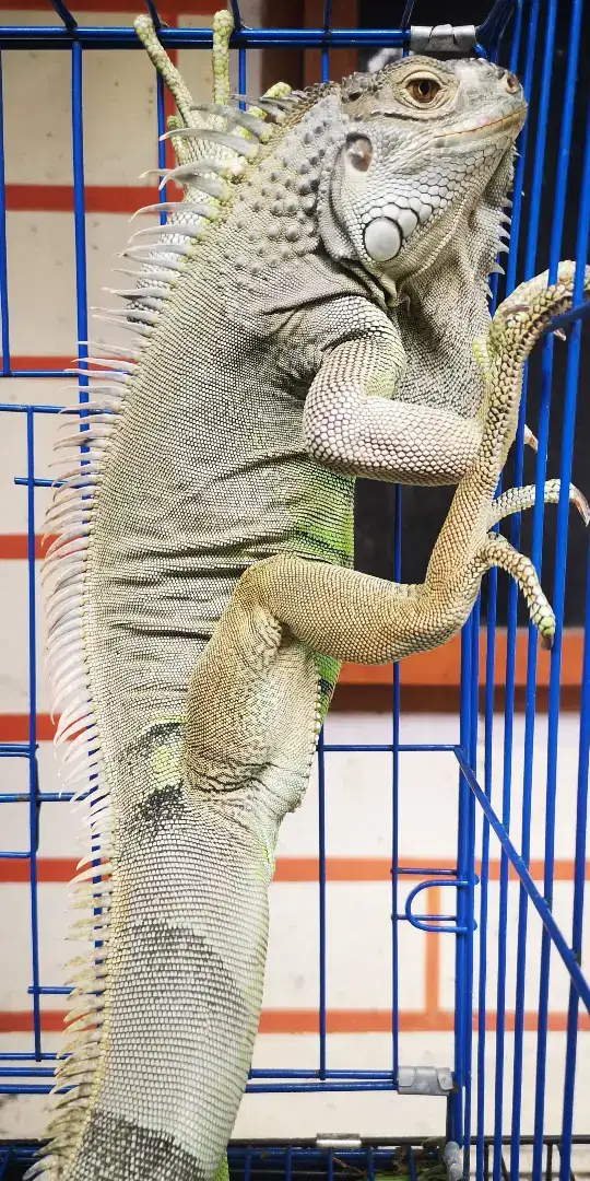 Iguana jinak murah