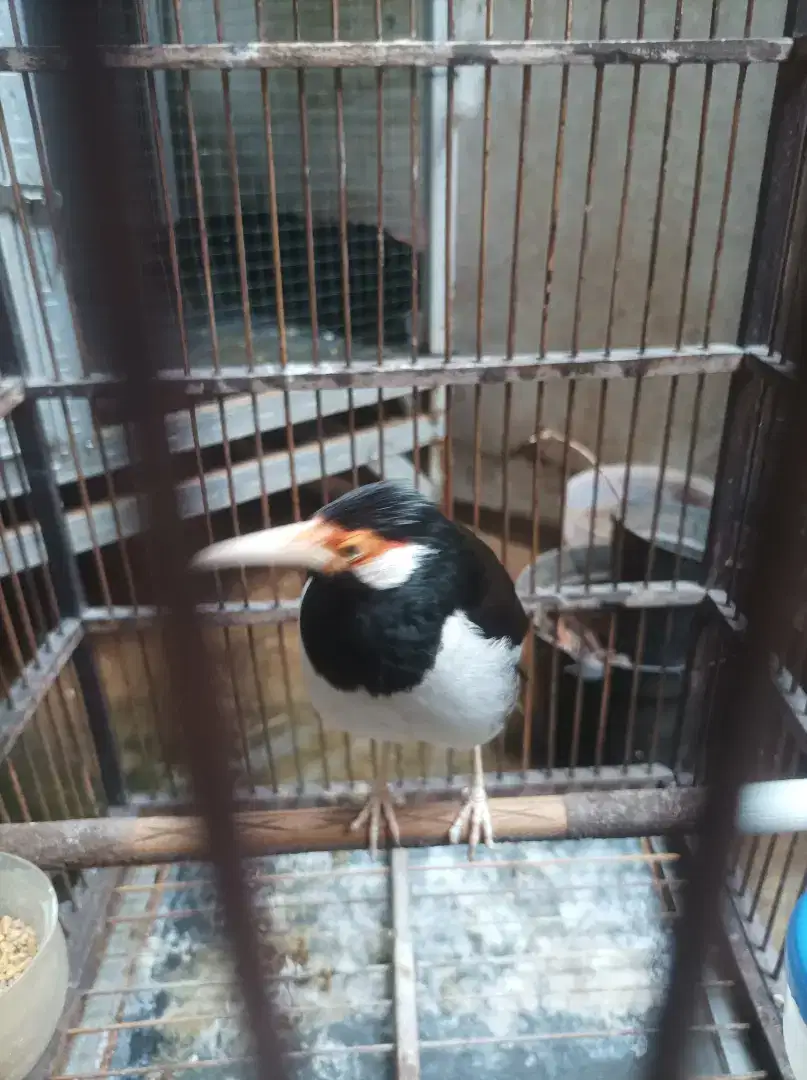 Jual burung jalak suren jawa