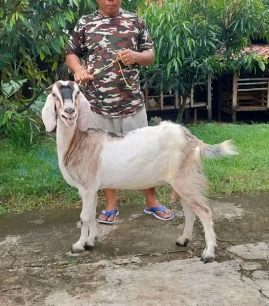 Jualan Kambing dan Domba Untuk Aqiqah, Qurban, dan Pelihara