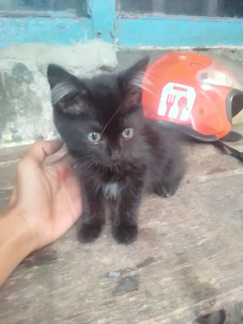 Kucing anggora anakan