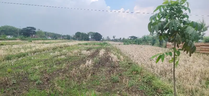 tanah murah kutorejo arah jalan pacet