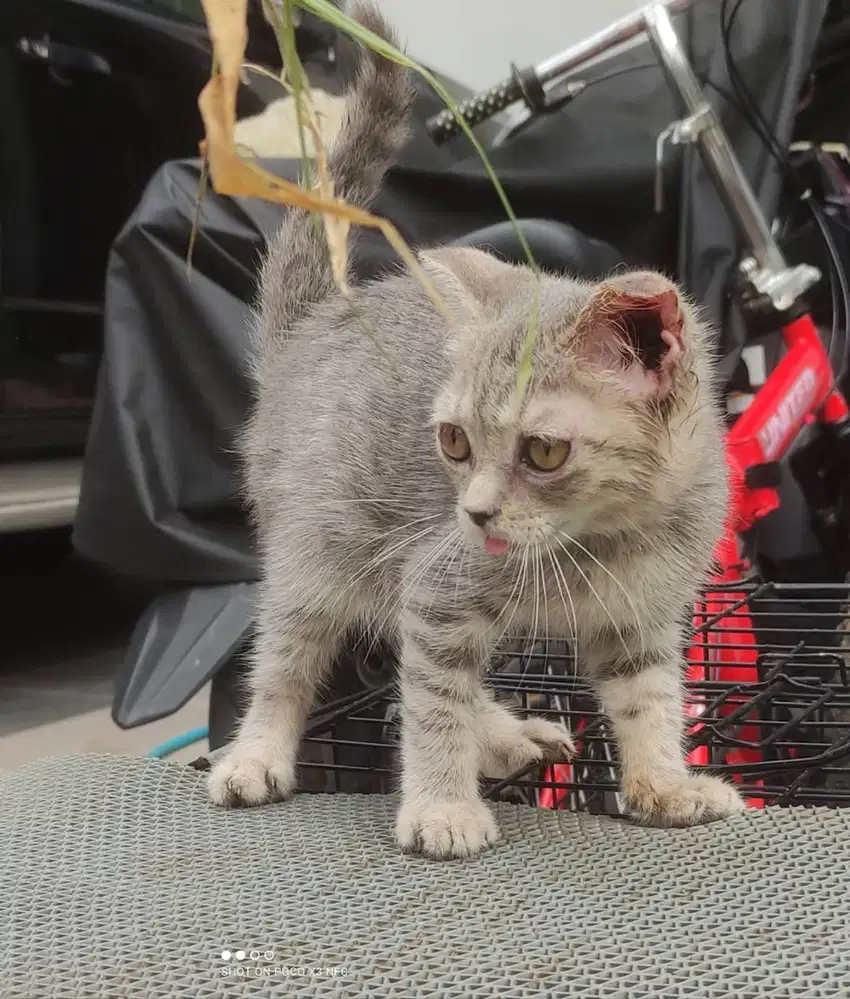 SF Scottish Fold BSH Jantan