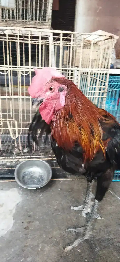 Ayam kampung jago dewasa.