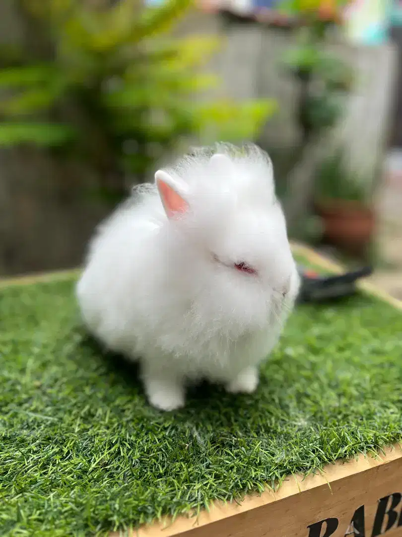 Anakan kelinci lionhead