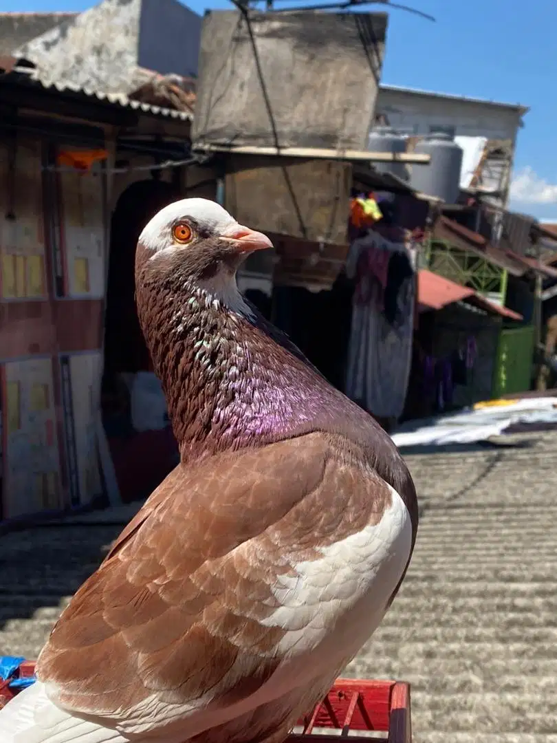 Jual merpati tinggi