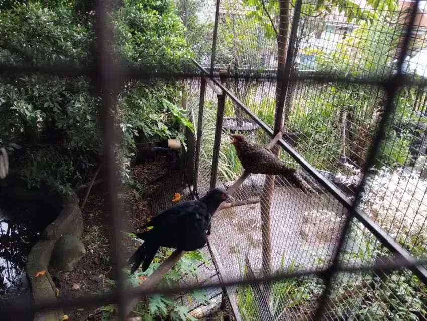 Burung jalak sepasang mata merah patokan putih jinak gacoooor