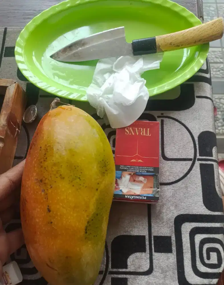 Bibit mangga Miyazaki kiojay cokanan kuweni madu Bandar Lampung