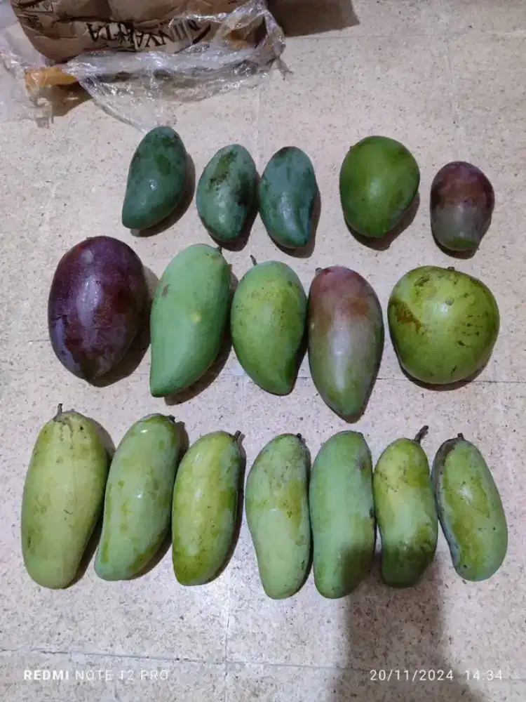 Bibit mangga Miyazaki kiojay cokanan kuweni madu Bandar Lampung