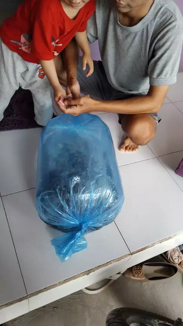 Bibit ikan Fadilah Banjarmasin