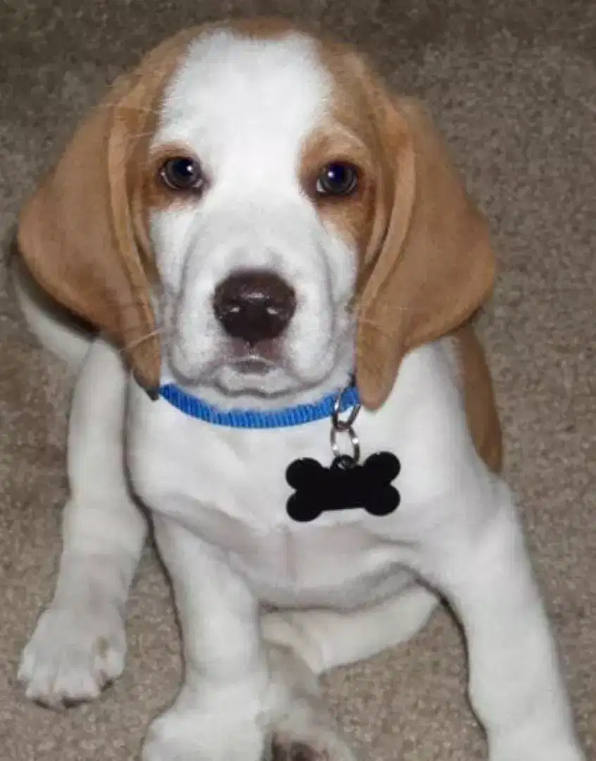 DIJUAL ANAK ANJING BEAGLE LEMON