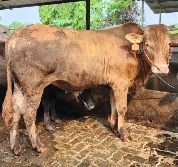 sapi jantan 500kiloan siap potong hajatan nazar sedekahan syukuran top