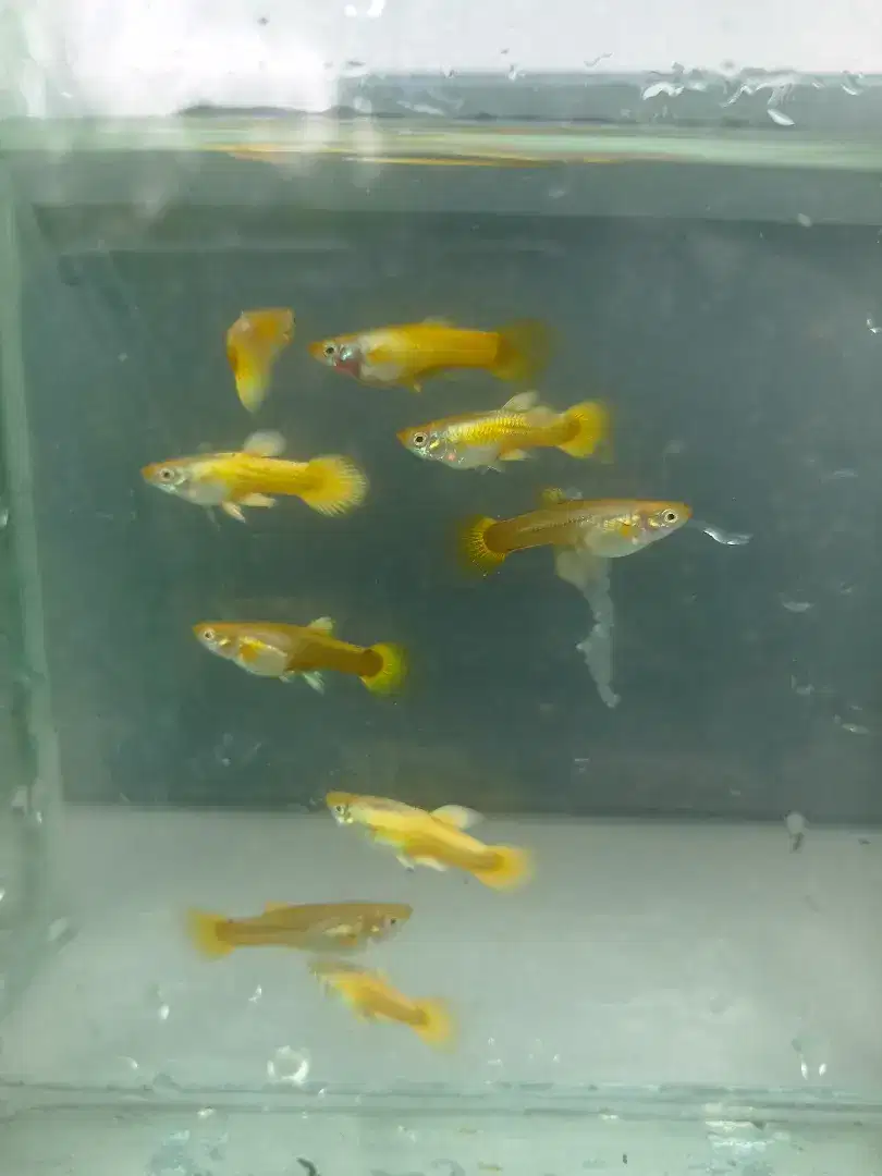 Ikan guppy gold