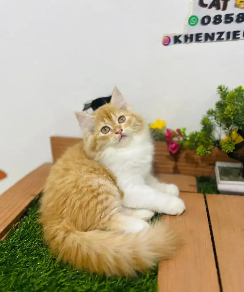 Kucing lucu lucu gemoy gemoy bisa diantar bayar ditempat