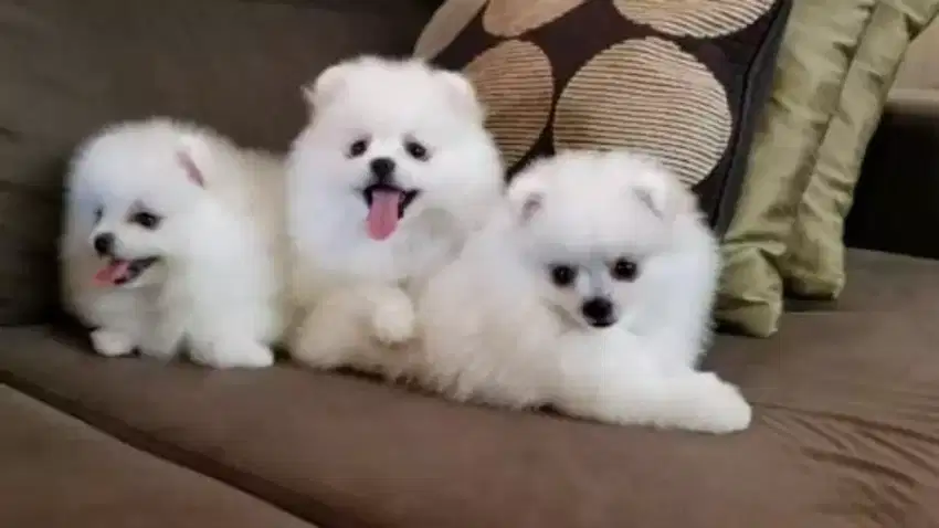 DIJUAL ANAK ANJING MINI POM