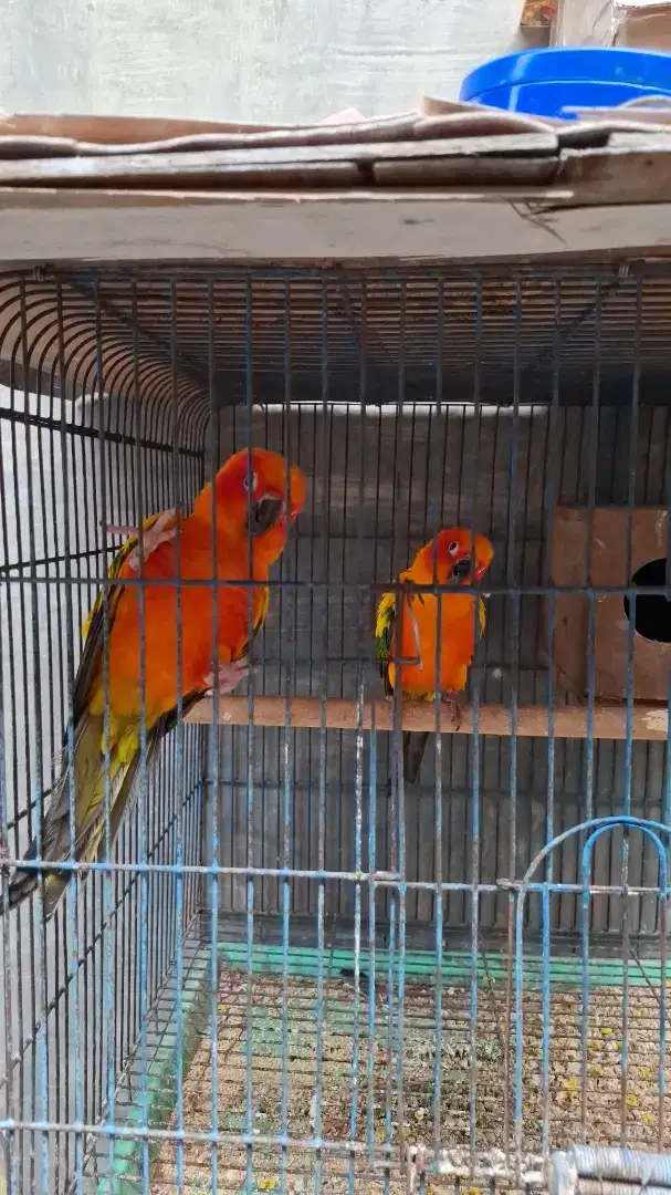 Burung Sun Conure (2 Ekor)