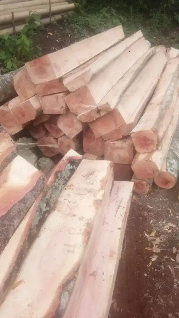 Jual kayu Bayur