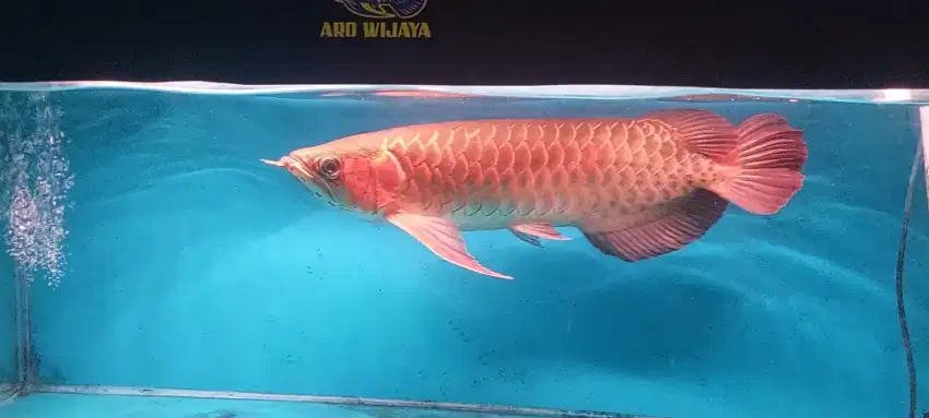 Arowana super red 53-55cm